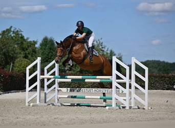 Deutsches Sportpferd, Stute, 5 Jahre, 174 cm, Brauner
