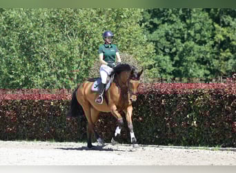 Deutsches Sportpferd, Stute, 5 Jahre, 174 cm