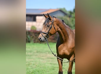 Deutsches Sportpferd, Stute, 5 Jahre, 174 cm