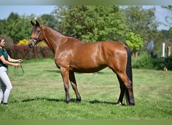 Deutsches Sportpferd, Stute, 5 Jahre, 174 cm