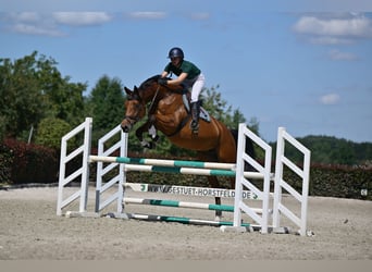 Deutsches Sportpferd, Stute, 5 Jahre, 174 cm