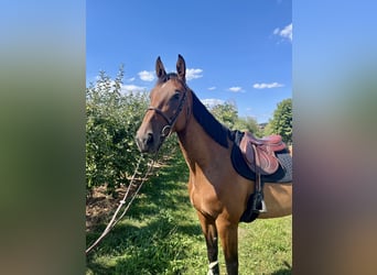 Deutsches Sportpferd, Stute, 5 Jahre, 175 cm, Brauner