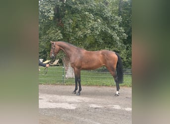 Deutsches Sportpferd, Stute, 5 Jahre, 175 cm, Brauner