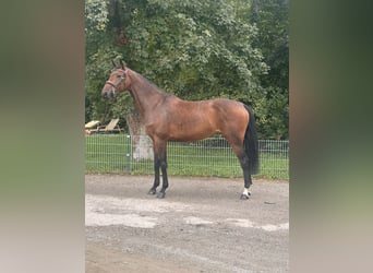 Deutsches Sportpferd, Stute, 5 Jahre, 175 cm, Brauner