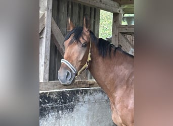 Deutsches Sportpferd, Stute, 5 Jahre, 175 cm, Dunkelbrauner