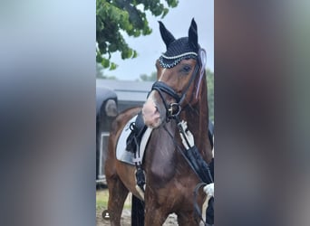 Deutsches Sportpferd, Stute, 5 Jahre, 175 cm, Fuchs