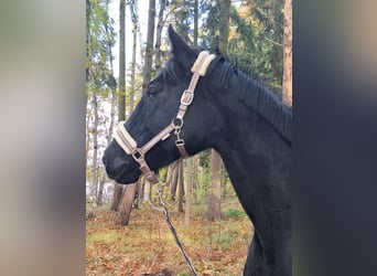 Deutsches Sportpferd, Stute, 5 Jahre, 175 cm, Rappe
