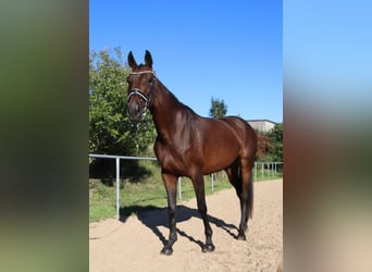 Deutsches Sportpferd, Stute, 5 Jahre, 176 cm, Brauner