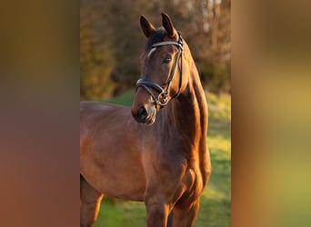 Deutsches Sportpferd, Stute, 5 Jahre, 176 cm, Brauner