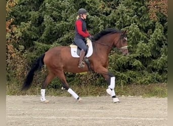 Deutsches Sportpferd, Stute, 5 Jahre, 178 cm, Brauner