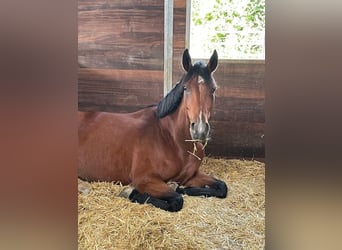Deutsches Sportpferd, Stute, 5 Jahre, 178 cm, Brauner