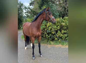 Deutsches Sportpferd, Stute, 5 Jahre, 178 cm, Brauner