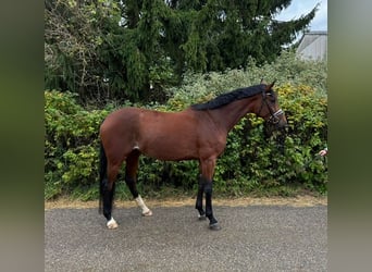 Deutsches Sportpferd, Stute, 5 Jahre, 178 cm, Brauner