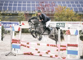 Deutsches Sportpferd, Stute, 5 Jahre, Apfelschimmel