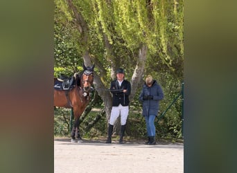 Deutsches Sportpferd, Stute, 5 Jahre, Brauner