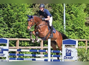 Deutsches Sportpferd, Stute, 5 Jahre, Brauner