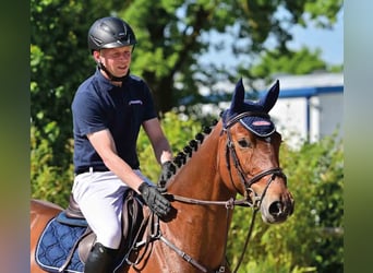 Deutsches Sportpferd, Stute, 5 Jahre, Brauner