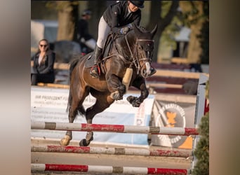 Deutsches Sportpferd, Stute, 5 Jahre, Brauner