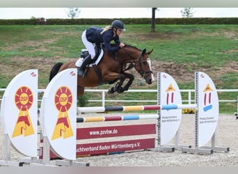 Deutsches Sportpferd, Stute, 5 Jahre, Brauner
