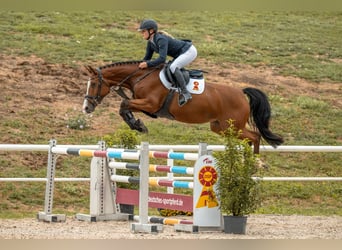 Deutsches Sportpferd, Stute, 5 Jahre, Brauner
