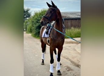 Deutsches Sportpferd, Stute, 5 Jahre, Dunkelbrauner