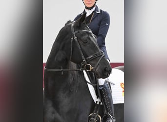 Deutsches Sportpferd, Stute, 5 Jahre, Rappe