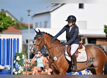 Deutsches Sportpferd, Stute, 6 Jahre, 153 cm, Brauner