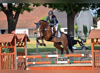 Deutsches Sportpferd, Stute, 6 Jahre, 153 cm, Brauner