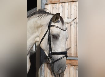 Deutsches Sportpferd, Stute, 6 Jahre, 157 cm, Tigerschecke