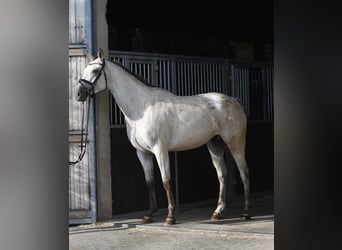 Deutsches Sportpferd, Stute, 6 Jahre, 157 cm, Tigerschecke