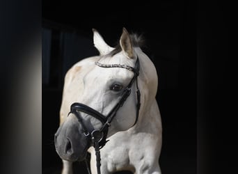 Deutsches Sportpferd, Stute, 6 Jahre, 157 cm, Tigerschecke