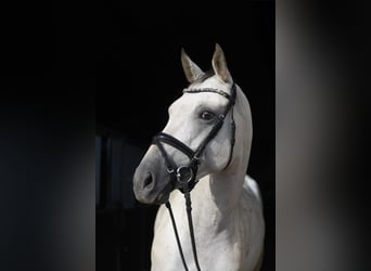 Deutsches Sportpferd, Stute, 6 Jahre, 157 cm, Tigerschecke