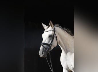 Deutsches Sportpferd, Stute, 6 Jahre, 157 cm, Tigerschecke
