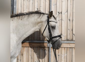 Deutsches Sportpferd, Stute, 6 Jahre, 157 cm, Tigerschecke
