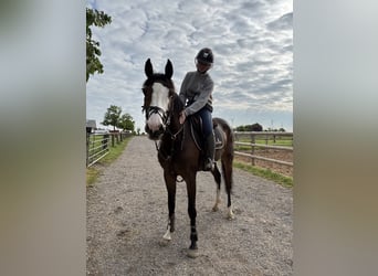Deutsches Sportpferd, Stute, 6 Jahre, 158 cm, Dunkelbrauner