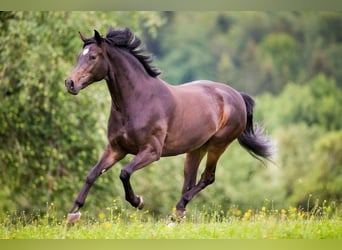 Deutsches Sportpferd, Stute, 6 Jahre, 158 cm