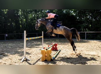 Deutsches Sportpferd, Stute, 6 Jahre, 160 cm, Apfelschimmel