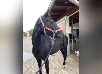Deutsches Sportpferd, Stute, 6 Jahre, 160 cm, Dunkelbrauner