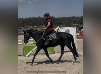 Deutsches Sportpferd, Stute, 6 Jahre, 160 cm, Dunkelbrauner
