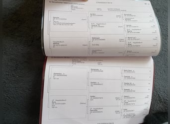 Deutsches Sportpferd, Stute, 6 Jahre, 160 cm, Dunkelbrauner