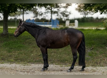 Deutsches Sportpferd, Stute, 6 Jahre, 160 cm, Dunkelbrauner
