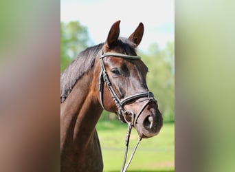 Deutsches Sportpferd, Stute, 6 Jahre, 160 cm, Dunkelfuchs