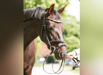 Deutsches Sportpferd, Stute, 6 Jahre, 160 cm, Dunkelfuchs