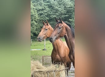 Deutsches Sportpferd, Stute, 6 Jahre, 160 cm, Fuchs