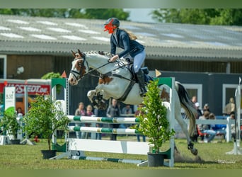Deutsches Sportpferd, Stute, 6 Jahre, 160 cm, Schecke
