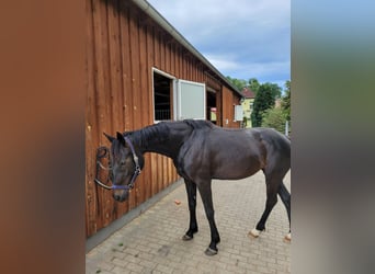 Deutsches Sportpferd, Stute, 6 Jahre, 160 cm, Schwarzbrauner