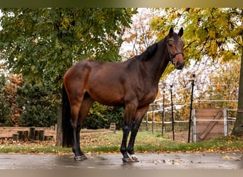 Deutsches Sportpferd, Stute, 6 Jahre, 161 cm