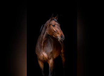 Deutsches Sportpferd, Stute, 6 Jahre, 161 cm