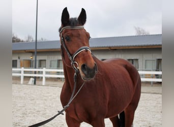 Deutsches Sportpferd, Stute, 6 Jahre, 162 cm, Brauner