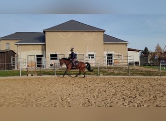Deutsches Sportpferd, Stute, 6 Jahre, 162 cm, Brauner
